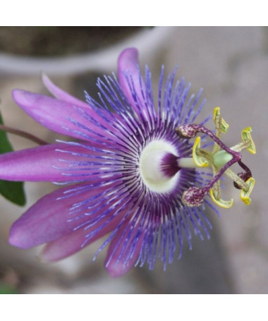 Passiflora (aizsargājošā zieds) Lavender Lady P9/C1