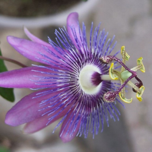 Passiflora (aizsargājošā zieds) Lavender Lady P9/C1