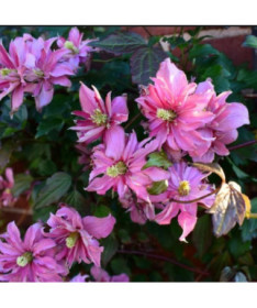 Clematis Montana 'Broughton Star' P9/C1