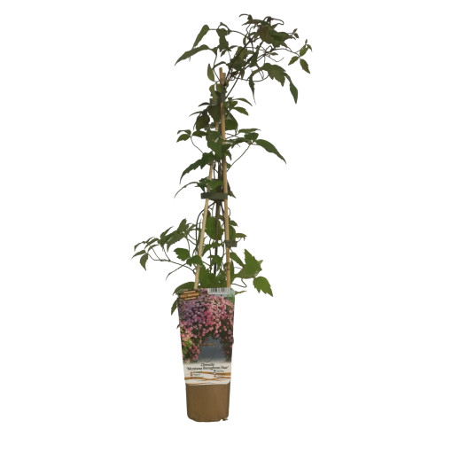 Clematis Montana 'Broughton Star' P9/C1