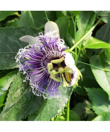 Passiflora (Mīlestības zieds) Edulis P9/C1