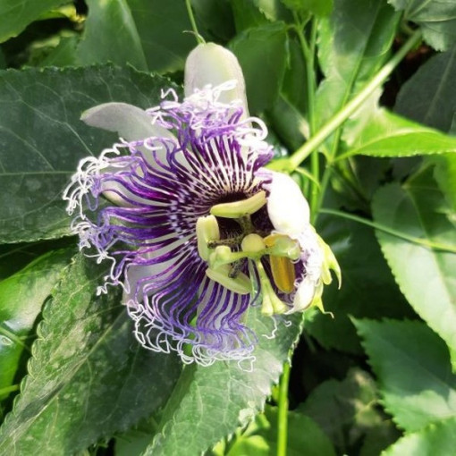 Passiflora (Mīlestības zieds) Edulis P9/C1