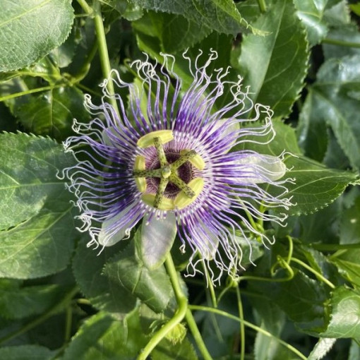 Passiflora (Mīlestības zieds) Edulis P9/C1