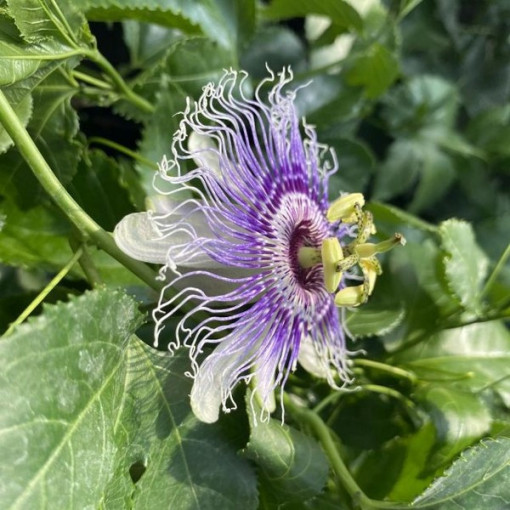 Passiflora (Mīlestības zieds) Edulis P9/C1