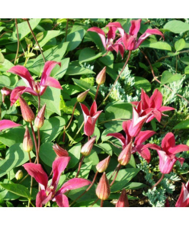 Clematis Gravetye Beauty (botāniskais) 4L pods