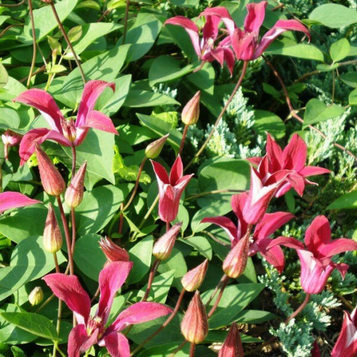 Clematis Gravetye Beauty (botāniskais) 4L pods
