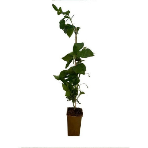 Passiflora (Mīlestības zieds) Edulis P9/C1