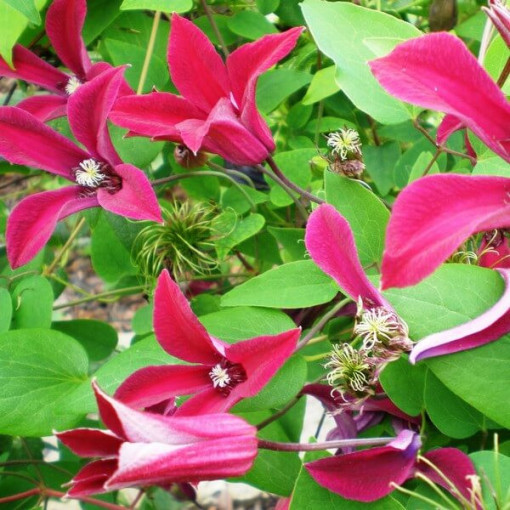 Clematis Gravetye Beauty (botāniskais) 4L pods