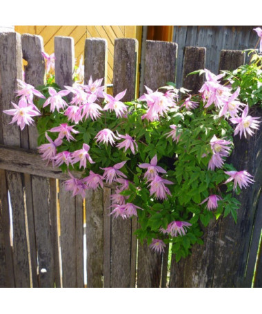 Klematis botāniskais Markham's Pink 2L pods