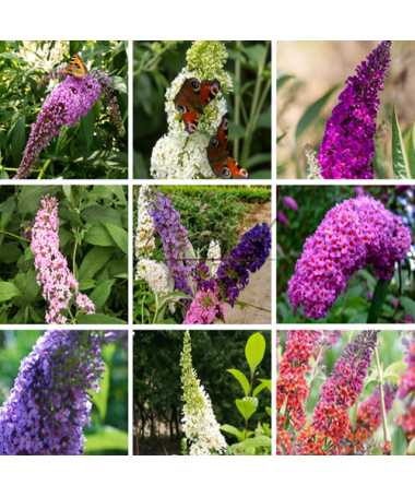 3 gabalu komplekts - Budleja 2L podā