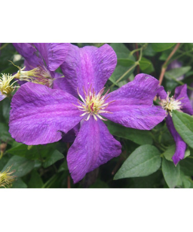 Clematis Polish Spirit, trauks 2l