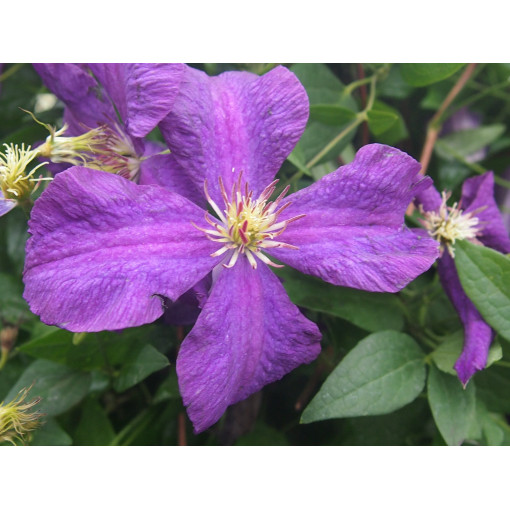 Clematis Polish Spirit, trauks 2l