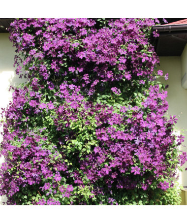 Clematis Polish Spirit, trauks 2l