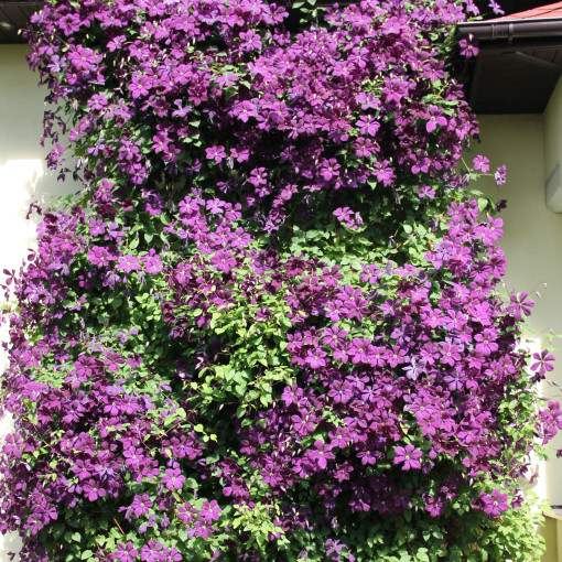 Clematis Polish Spirit, trauks 2l