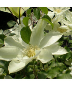 Clematis Moonlight (syn. Yellow Queen), trauks 2l