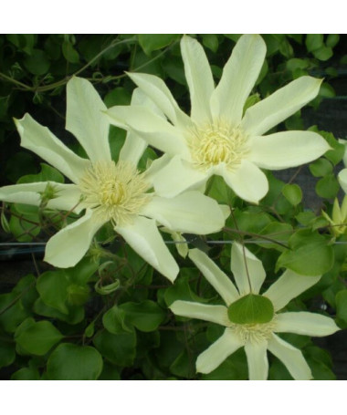 Clematis Moonlight (syn. Yellow Queen), trauks 2l