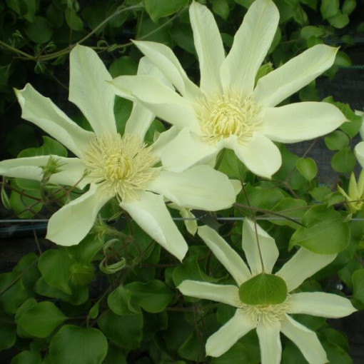 Clematis Moonlight (syn. Yellow Queen), trauks 2l