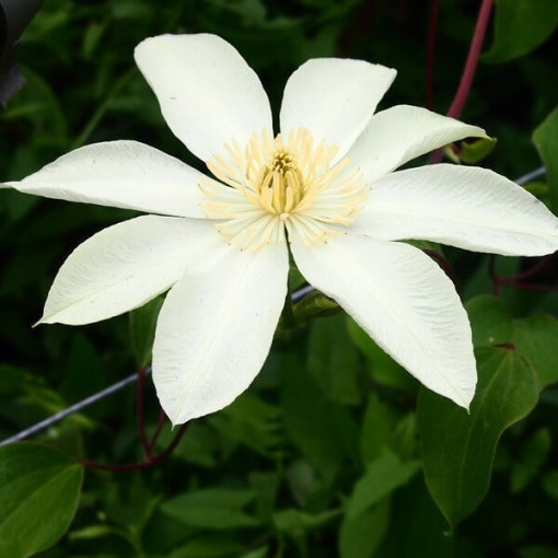 Clematis Moonlight (syn. Yellow Queen), trauks 2l