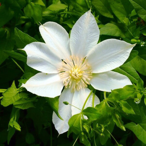 Clematis Moonlight (syn. Yellow Queen), trauks 2l