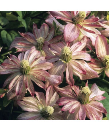 Clematis Montana Marjorie (kalnu šķirne), trauks 2l
