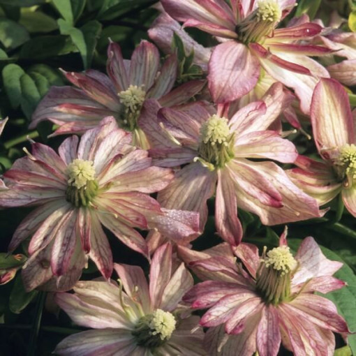 Clematis Montana Marjorie (kalnu šķirne), trauks 2l