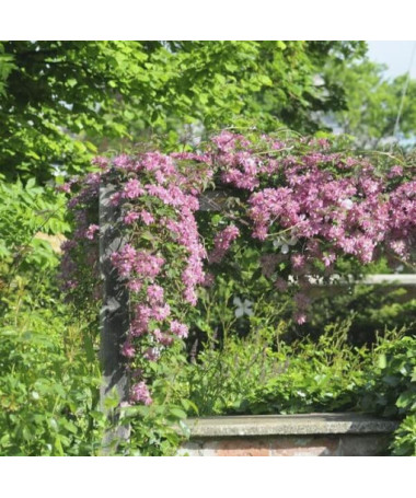 Clematis Montana Marjorie (kalnu šķirne), trauks 2l