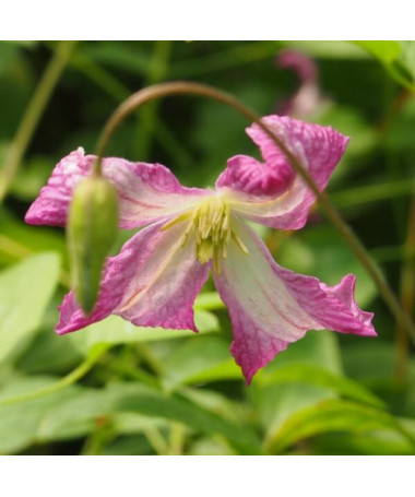 Clematis MINUET (viticella), trauks 2L