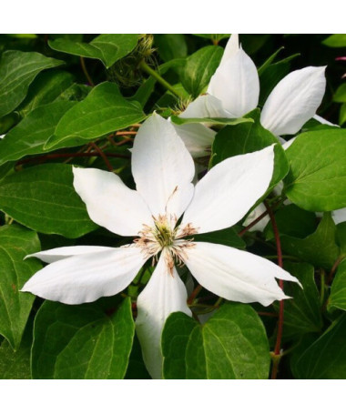 Clematis Henryi (lielziedu) pods. 2L