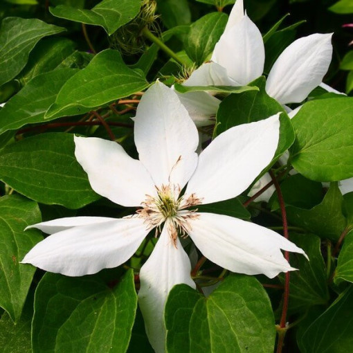 Clematis Henryi (lielziedu) pods. 2L