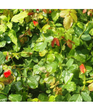 Kāpjošā roze 'Westerland', 2L pods