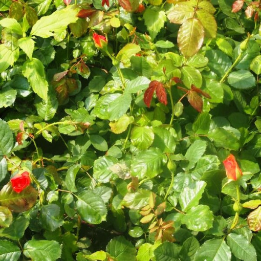 Kāpjošā roze 'Westerland', 2L pods