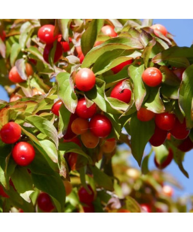 Ediemais dzērveņu koks P9/C1