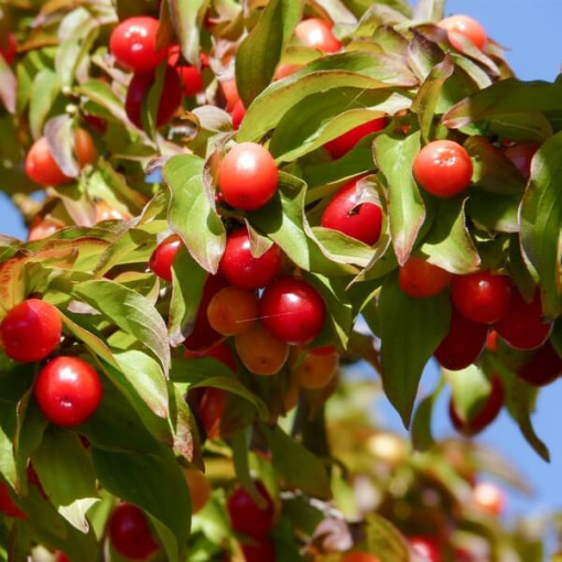 Ediemais dzērveņu koks P9/C1