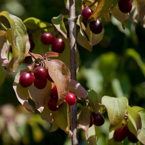 Ediemais dzērveņu koks P9/C1