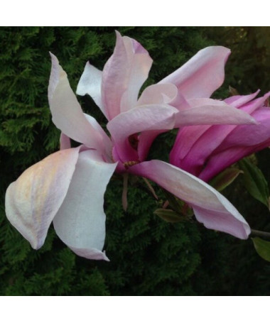 Magnolija 'Galaxy' pods. 2L