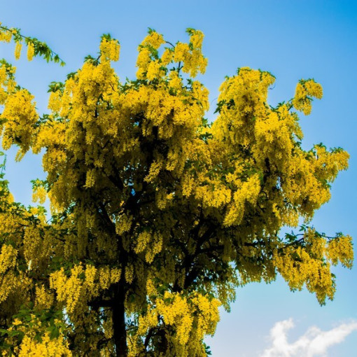 Parastais zeltkauss, pods, 2L