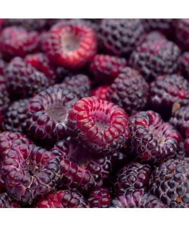 Purpura aveņu šķirne Brandywine P9/C1