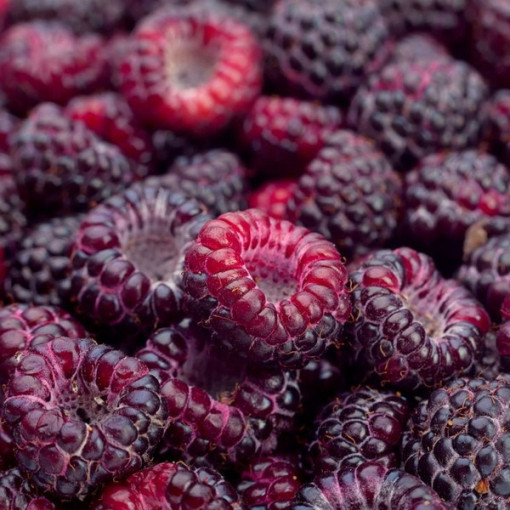 Purpura aveņu šķirne Brandywine P9/C1