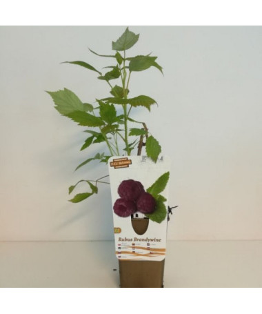 Purpura aveņu šķirne Brandywine P9/C1