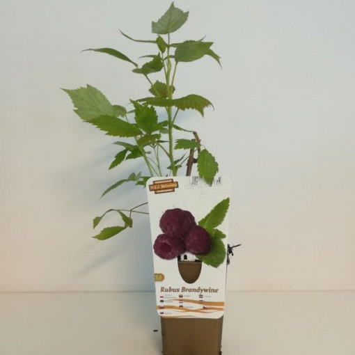 Purpura aveņu šķirne Brandywine P9/C1