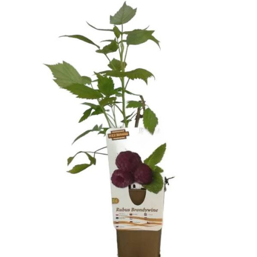 Purpura aveņu šķirne Brandywine P9/C1