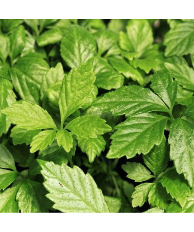 :Mūžīgās zāles - Jiaogulan Gynostemma P9/C1