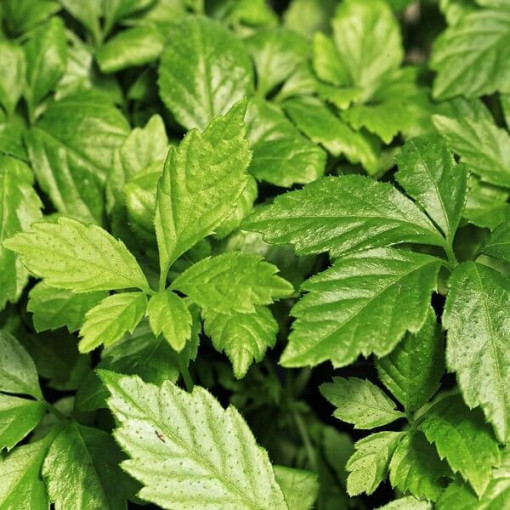 :Mūžīgās zāles - Jiaogulan Gynostemma P9/C1