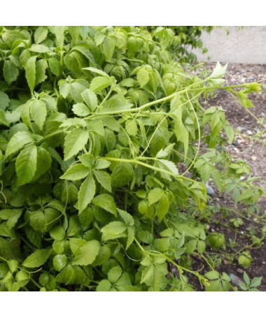 :Mūžīgās zāles - Jiaogulan Gynostemma P9/C1