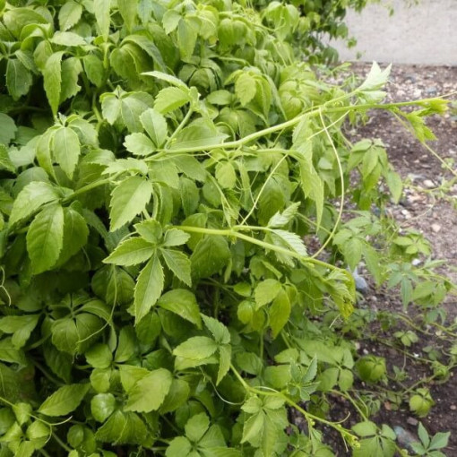 :Mūžīgās zāles - Jiaogulan Gynostemma P9/C1