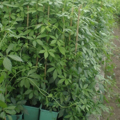 :Mūžīgās zāles - Jiaogulan Gynostemma P9/C1