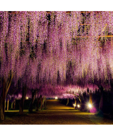 Ziedu visterija Honbeni ROŽU P9/C1