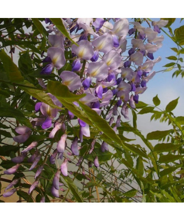 Ķīniešu vīnogulājs ZILĀ-VIOLETĀ puķu pods, 4L