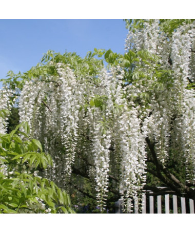 Ķīnas visterija Alba vienkārša, 4l
