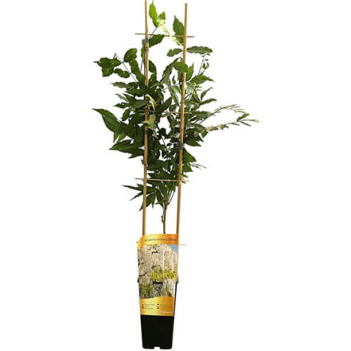 Ķīnas visterija Alba P9/C1